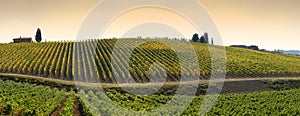 Wineyards in Tuscany, Chianti, Italy.