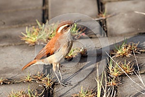 Wing-banded Hornero Furnarius figulus perched on a sidewalk photo