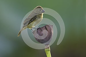 Wing-barred Seedeater, Sporophila americana