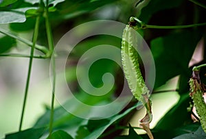 Wing bean or Psophocarpus tetragonolobus tropical plants growing in the garden at home organic plants for healthy food.