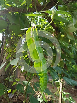 Wing Beans (Psophocarpus tetragonolobus)