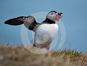 Wing-beating puffin on rocky outcrop in Iceland