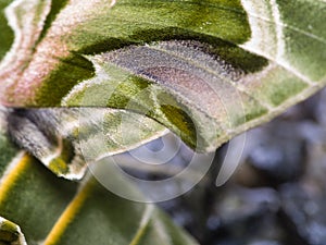 Wing of Butterfly Camouflage