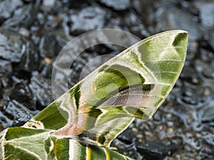 Wing of Butterfly Camouflage