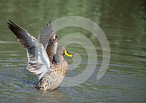 Wing Clapping Yellow Billed Duck.