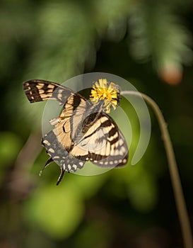 Wing Clipped Butterfly