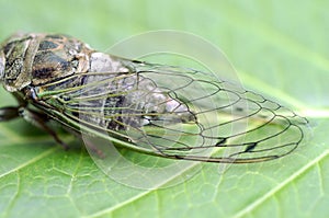 Wing detail of a Dog-day cicada Neotibicen canicularis on a green leaf side view macro image