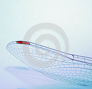 the wing of a dragonfly photo