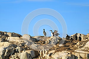 Wing-drying Behavior of Cormorant Birds, Rocky Island in Beagle Channel, Ushuaia, Tierra del Fuego, Argentina