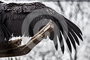 A wing of the eagle vulture at zoo in Berlin