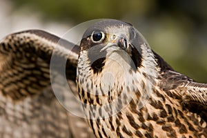 Wing falcon