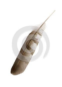 Wing Feather with clipping path