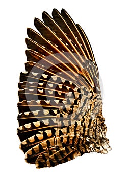 Wing of Flicker Bird