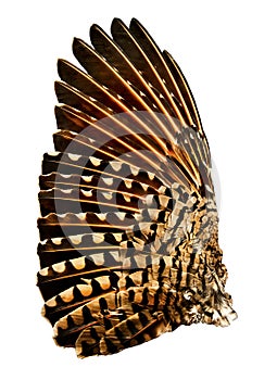 Wing of Flicker Bird photo