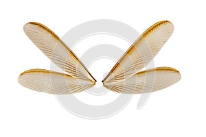 Wing of flying termite