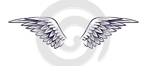 Wing hand drawn. Angel wings with feathers, sketch style elements for logo, label or tattoo. Stencil silhouettes vintage