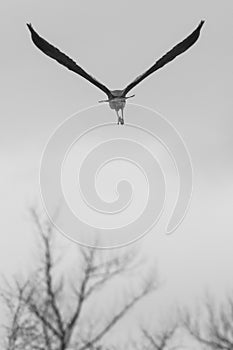 Wing Span of A Grey Heron