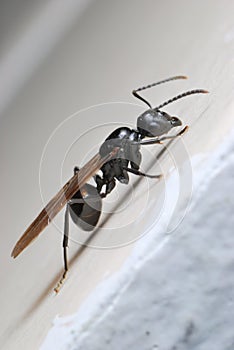 Winged Ant