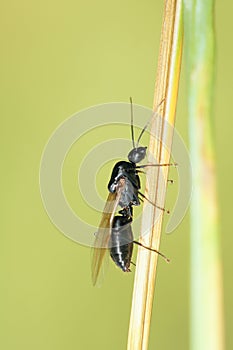 Winged ant