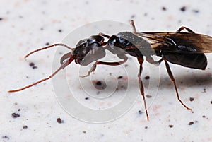 Winged Ant With Mandibles