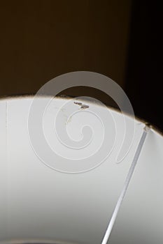 Winged ants during the breeding season in August sit on the edge of a table lamp in a hotel. Pefkos or Pefki, Rhodes, Greece