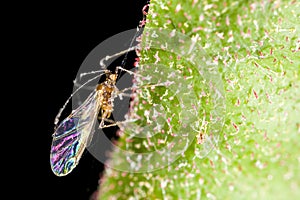 Winged aphid on leaf