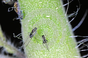 Alato afidi sul pomodoro pianta giardino. parassiti da verdure giardino 