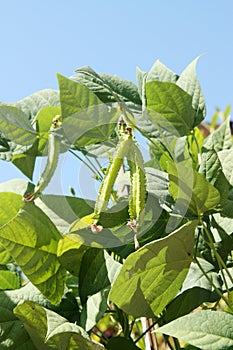 Winged Bean