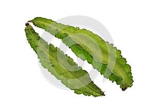 Winged Bean – also known as cigarillos, goa bean, manila bean, dragon bean