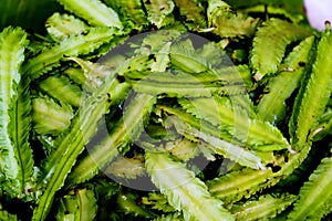 The winged bean also known as the Goa bean, asparagus pea, four-angled, four-cornered, Manila, Mauritius, and winged pea, is a