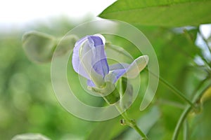 Winged bean flower, Psophocarpus sp.