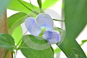 Winged bean flower, Psophocarpus sp.