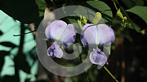 Winged bean flowers are beautiful purple