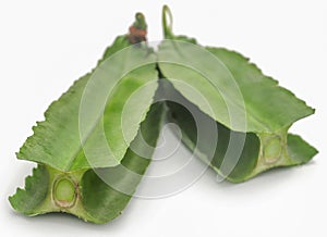 Winged bean
