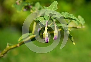 Winged bean green nature food background photo