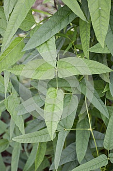 Winged bean plants