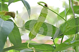 Winged bean pod, Psophocarpus sp.