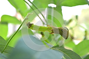 Winged bean pod, Psophocarpus sp.