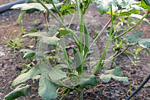 The winged bean Psophocarpus tetragonolobus