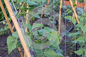 The winged bean Psophocarpus tetragonolobus