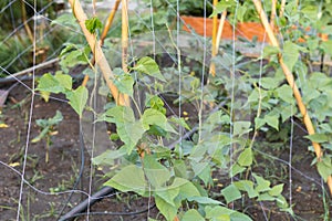 The winged bean Psophocarpus tetragonolobus
