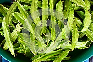 Winged bean (Psophocarpus tetragonolobus)