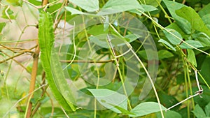 Winged bean or Psophocarpus tetragonolobus L. DC.