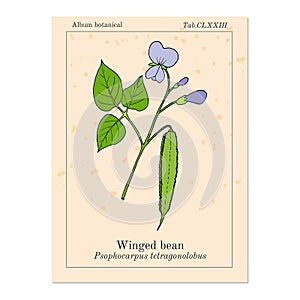 Winged bean psophocarpus tetragonolobus , medicinal plant