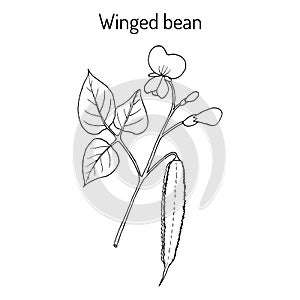 Winged bean psophocarpus tetragonolobus , medicinal plant