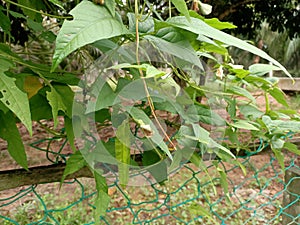 winged bean (Psophocarpus tetragonolobus) plant , flowers and fruits close up,