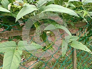 winged bean (Psophocarpus tetragonolobus) plant , flowers and fruits close up,