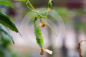 Winged Bean scientific name: Psophocarpus tetragonolobus hanging on the vine in the garden