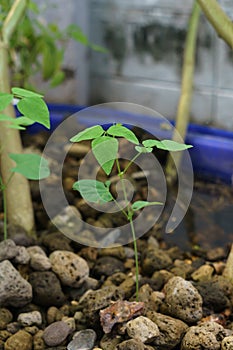 Winged bean seedling