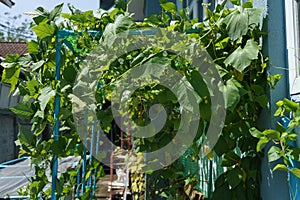 Winged bean tree arch